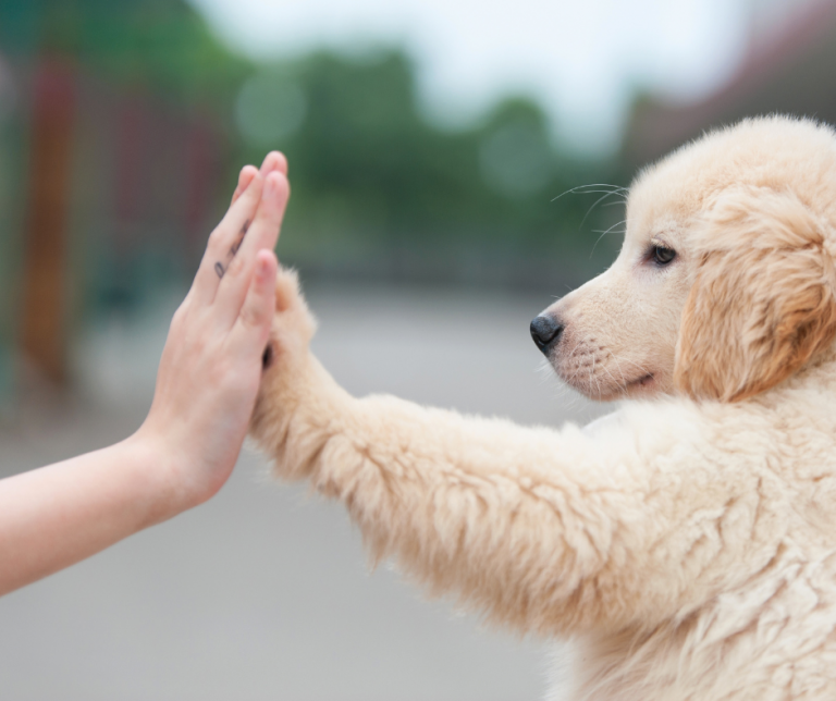 12 powodów na to, że pies to najlepszy przyjaciel człowieka