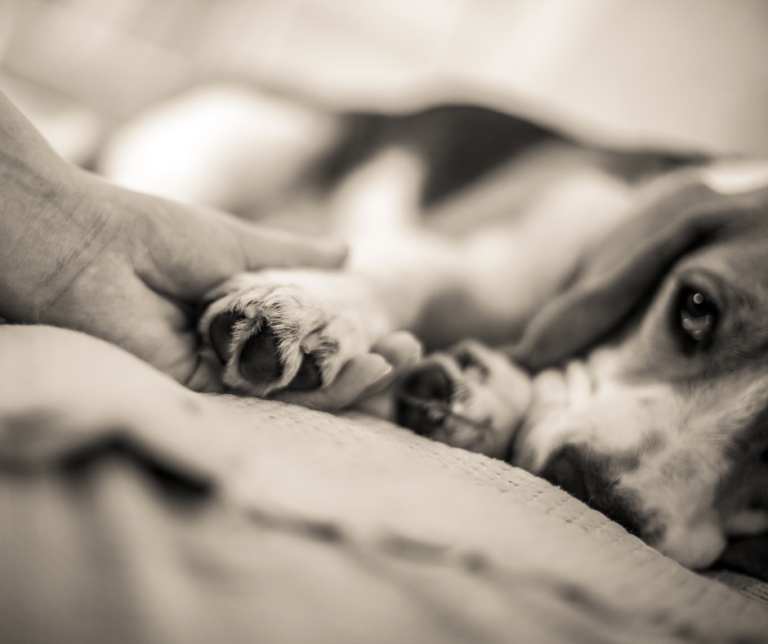 Jak radzić sobie z odejściem zwierzaka?