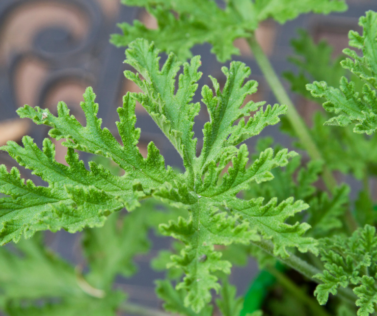 Geranium – cudowna roślina o wielu właściwościach leczniczych