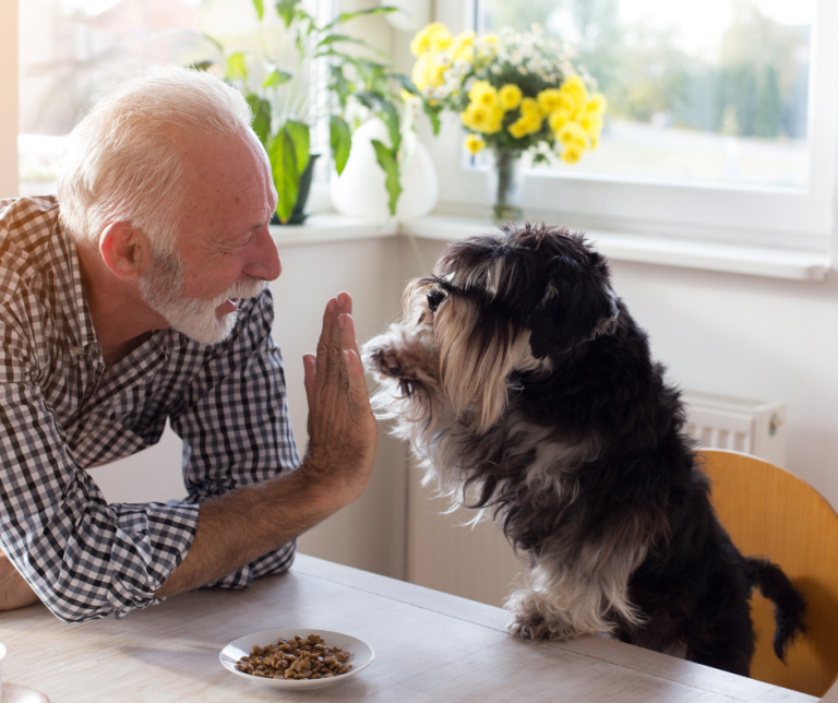 Pies dla seniora – jak wybrać idealnego towarzysza?